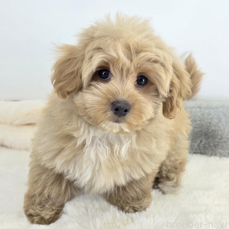 販売中の茨城県のミックス犬-421424