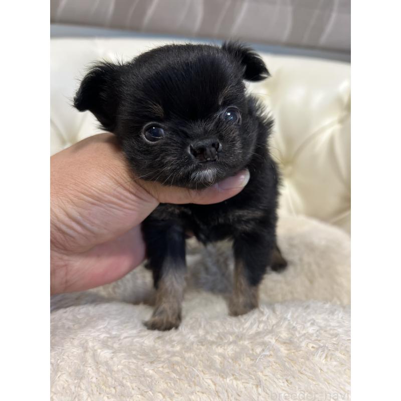 販売中の香川県のチワワ(ロングコート)-433546の17枚目