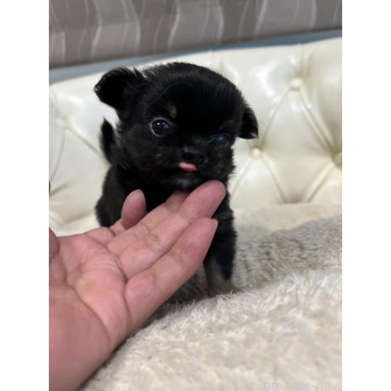 販売中の香川県のチワワ(ロングコート)-433546の16枚目