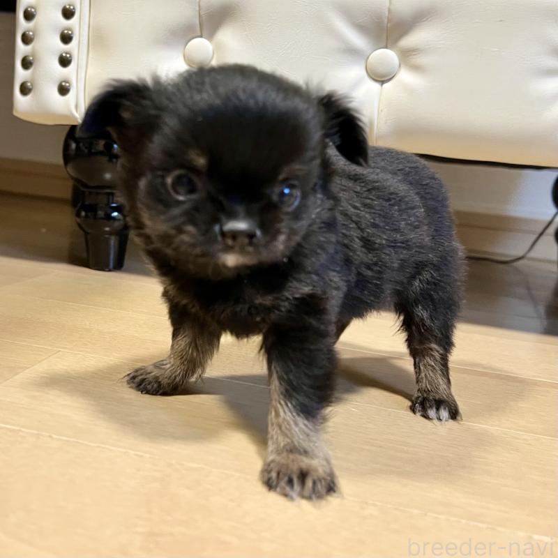 販売中の香川県のチワワ(ロングコート)-433546の15枚目