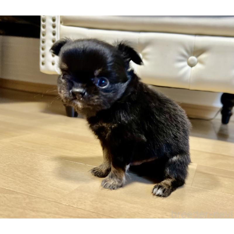 販売中の香川県のチワワ(ロングコート)-433546の14枚目