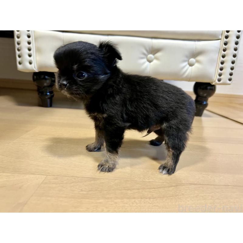 販売中の香川県のチワワ(ロングコート)-433546の13枚目