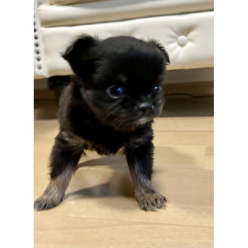 販売中の香川県のチワワ(ロングコート)-433546の12枚目