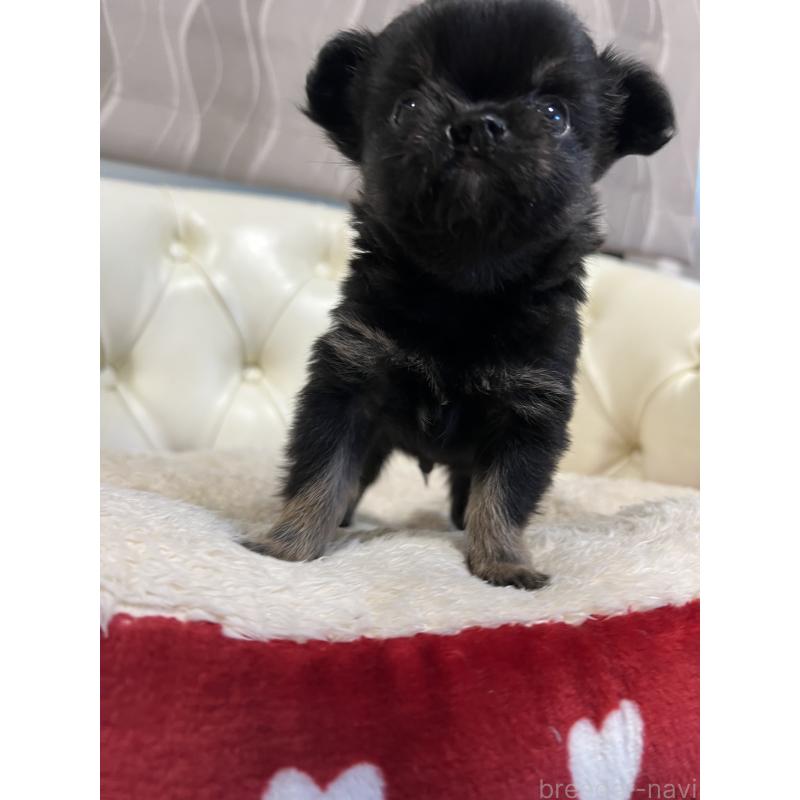 販売中の香川県のチワワ(ロングコート)-433546の11枚目