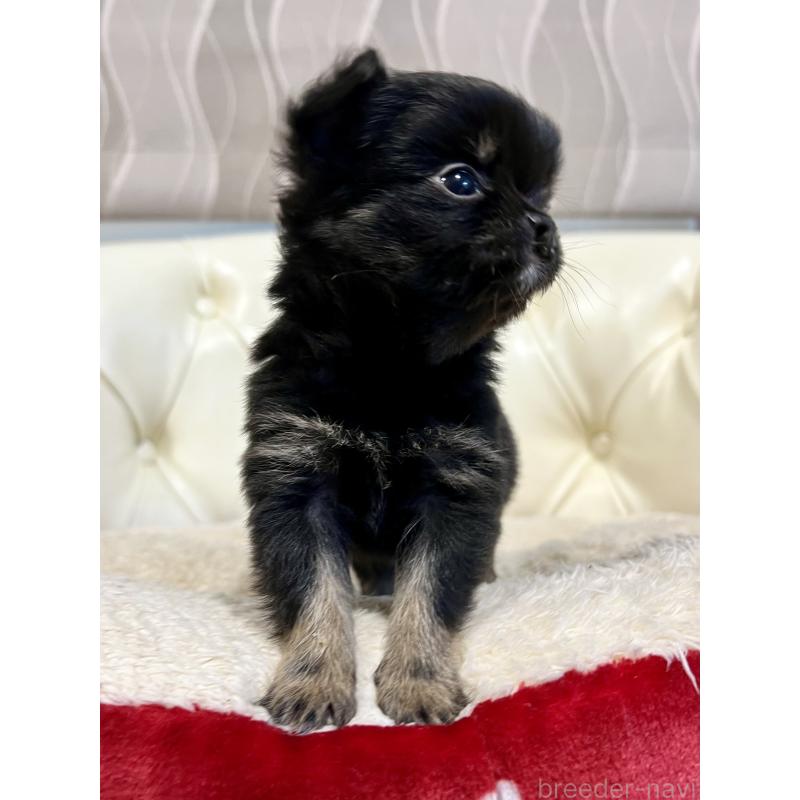 販売中の香川県のチワワ(ロングコート)-433546の10枚目