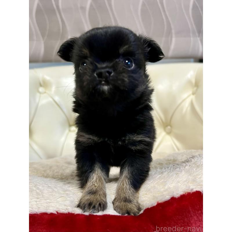 販売中の香川県のチワワ(ロングコート)-433546の9枚目