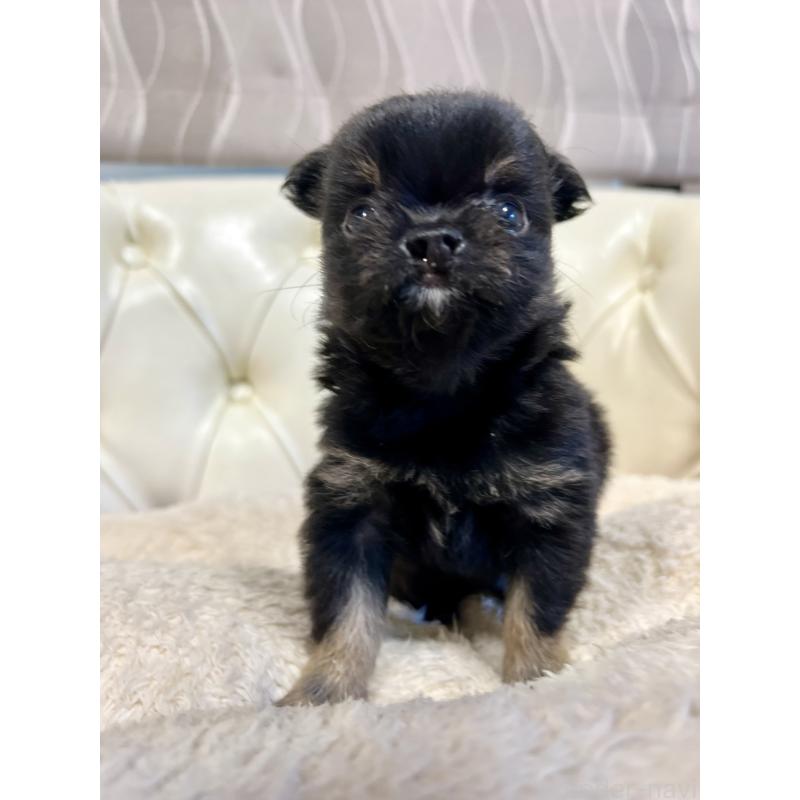 販売中の香川県のチワワ(ロングコート)-433546の8枚目