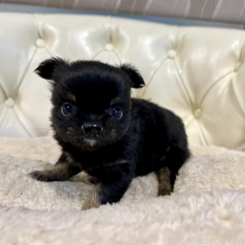 販売中の香川県のチワワ(ロングコート)-433546の7枚目