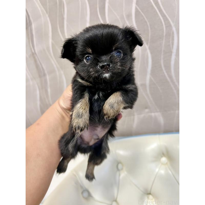 販売中の香川県のチワワ(ロングコート)-433546の6枚目