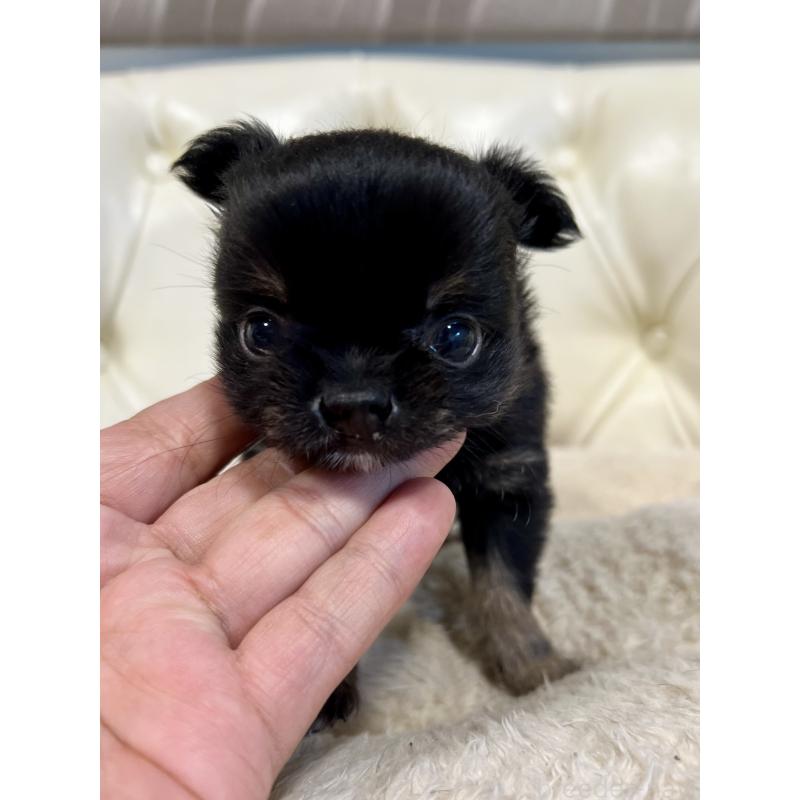 販売中の香川県のチワワ(ロングコート)-433546の5枚目