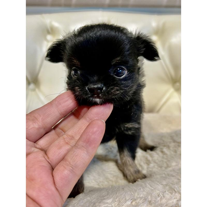 販売中の香川県のチワワ(ロングコート)-433546の4枚目