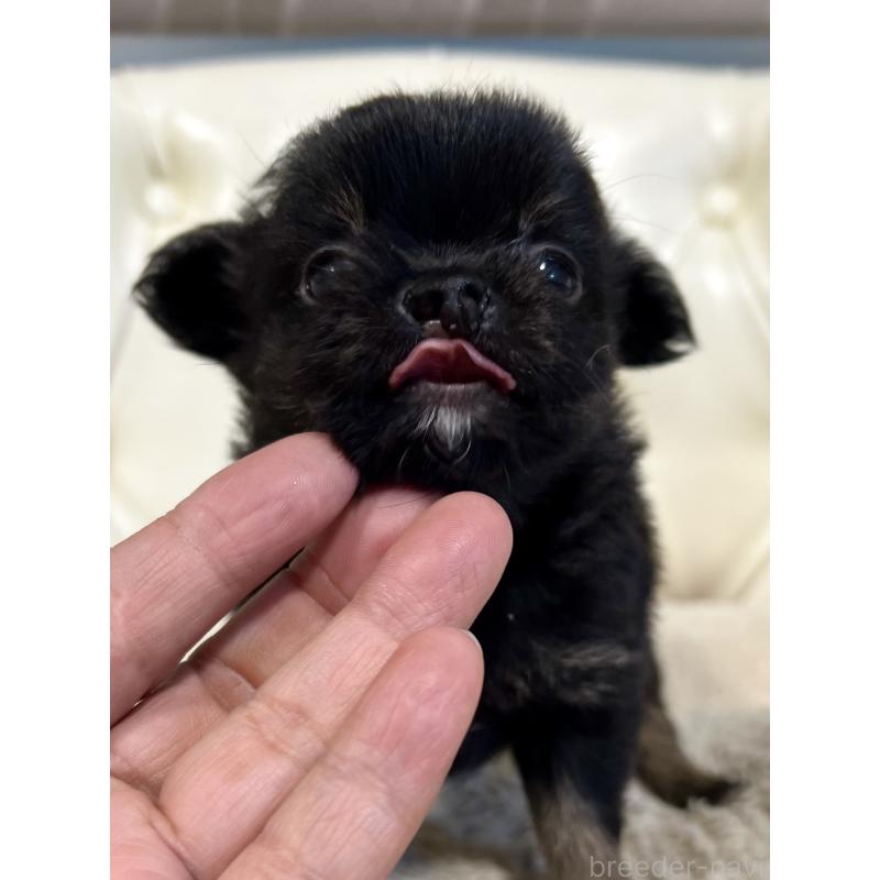 販売中の香川県のチワワ(ロングコート)-433546の3枚目