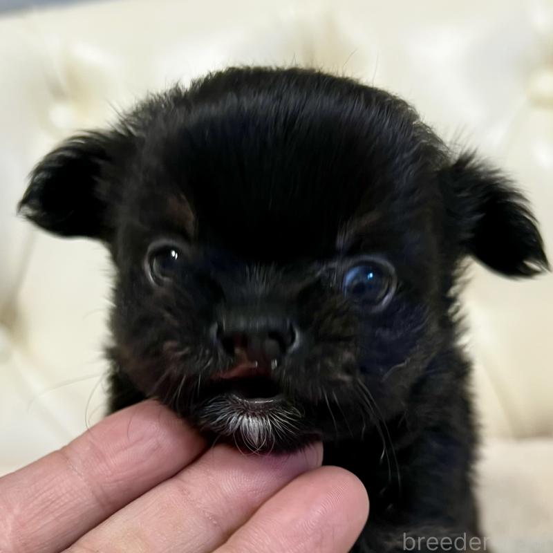 販売中の香川県のチワワ(ロングコート)-433546の2枚目