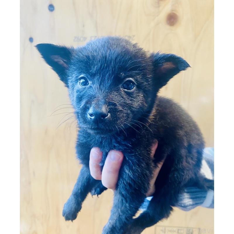 成約済の静岡県の甲斐犬-431073の5枚目