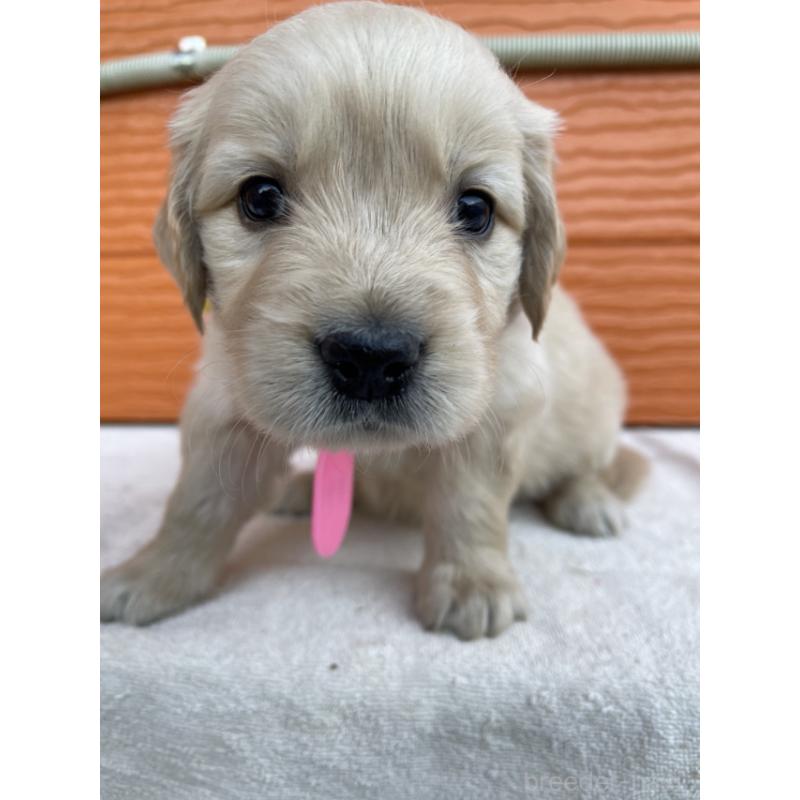 販売中の茨城県のゴールデンレトリーバー-433547の7枚目