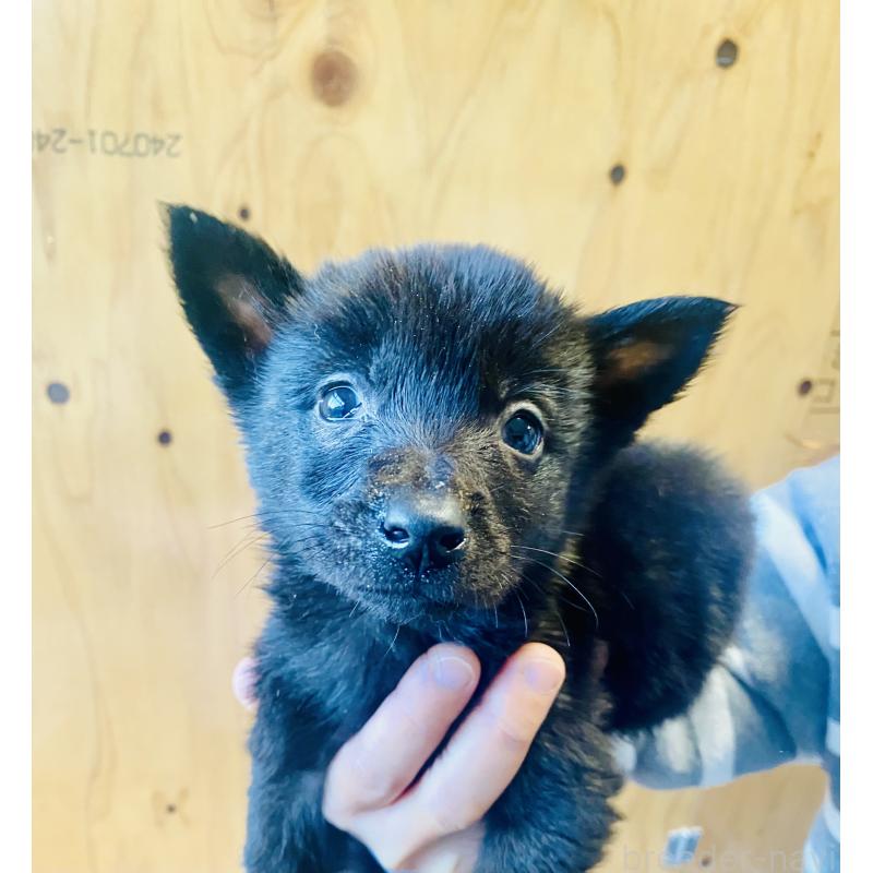 成約済の静岡県の甲斐犬-431070の4枚目