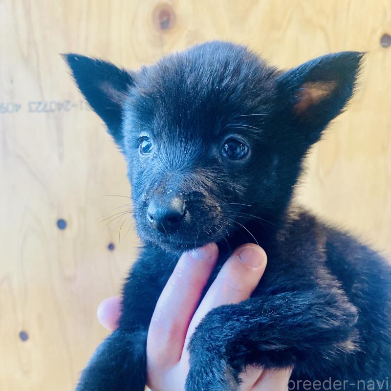 成約済の静岡県の甲斐犬-431070の3枚目