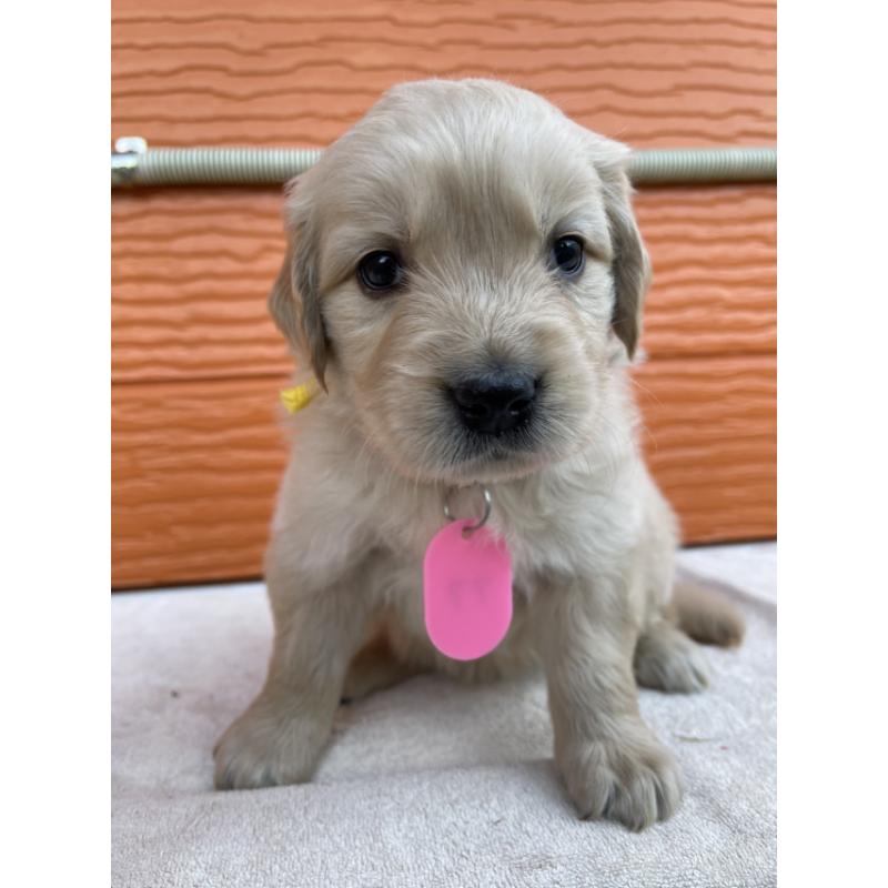 販売中の茨城県のゴールデンレトリーバー-433547の6枚目