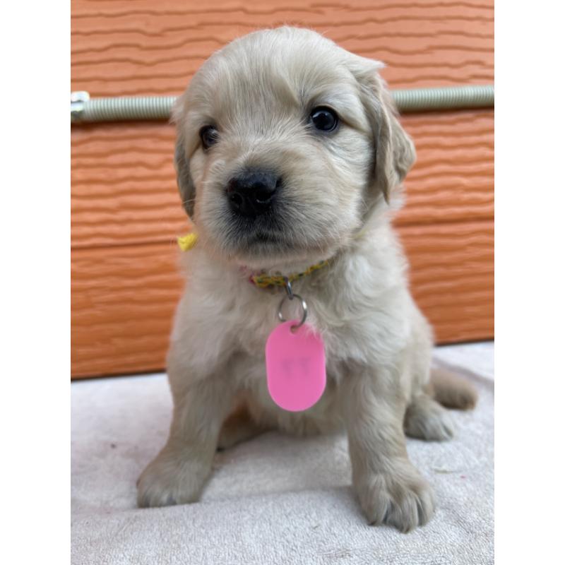 販売中の茨城県のゴールデンレトリーバー-433547の5枚目