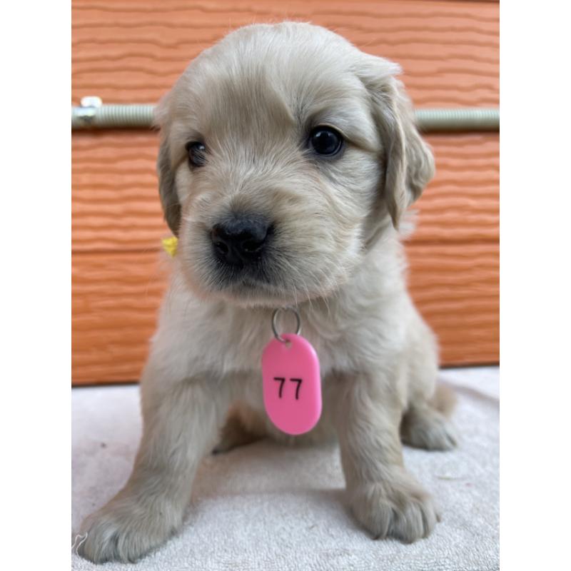 販売中の茨城県のゴールデンレトリーバー-433547の4枚目