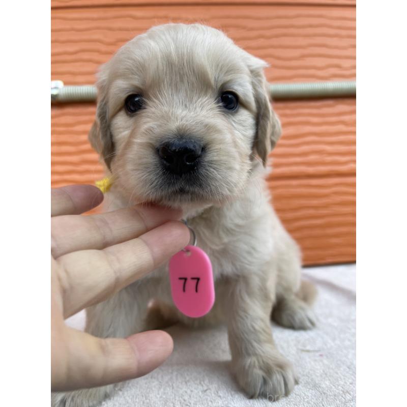 販売中の茨城県のゴールデンレトリーバー-433547の3枚目