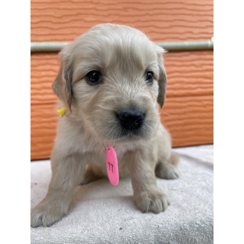 販売中の茨城県のゴールデンレトリーバー-433547の2枚目