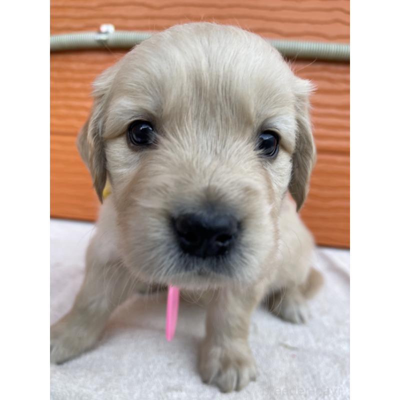 販売中の茨城県のゴールデンレトリーバー-433547の1枚目