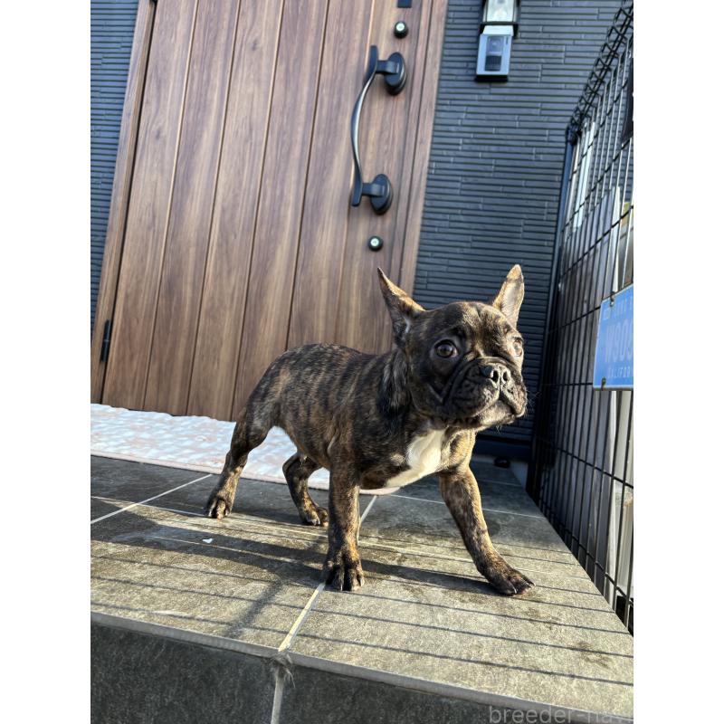 販売中の京都府のフレンチブルドッグ-406495の1枚目