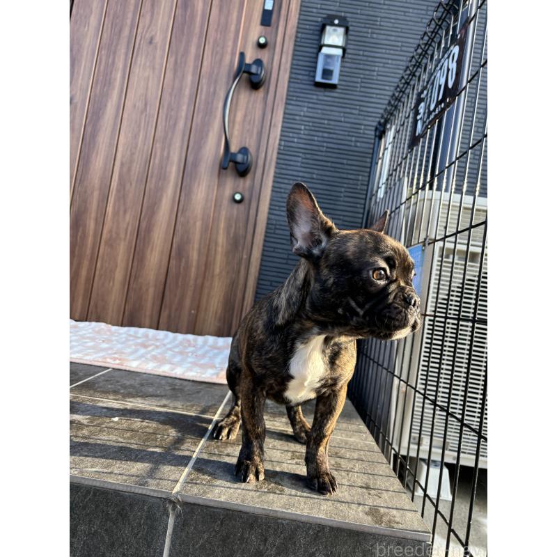 販売中の京都府のフレンチブルドッグ-406495の9枚目