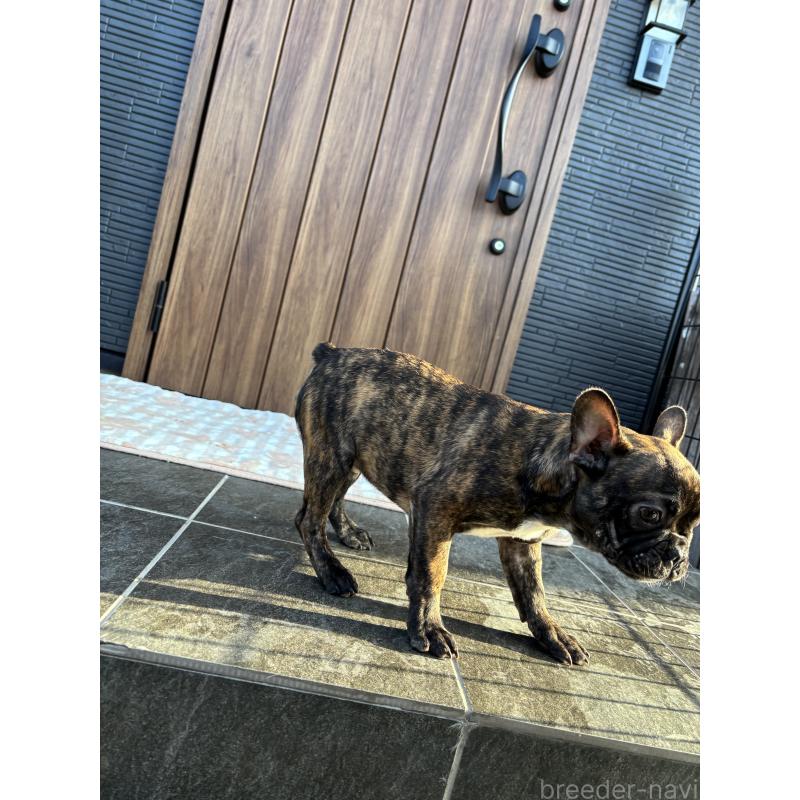 販売中の京都府のフレンチブルドッグ-406495の8枚目