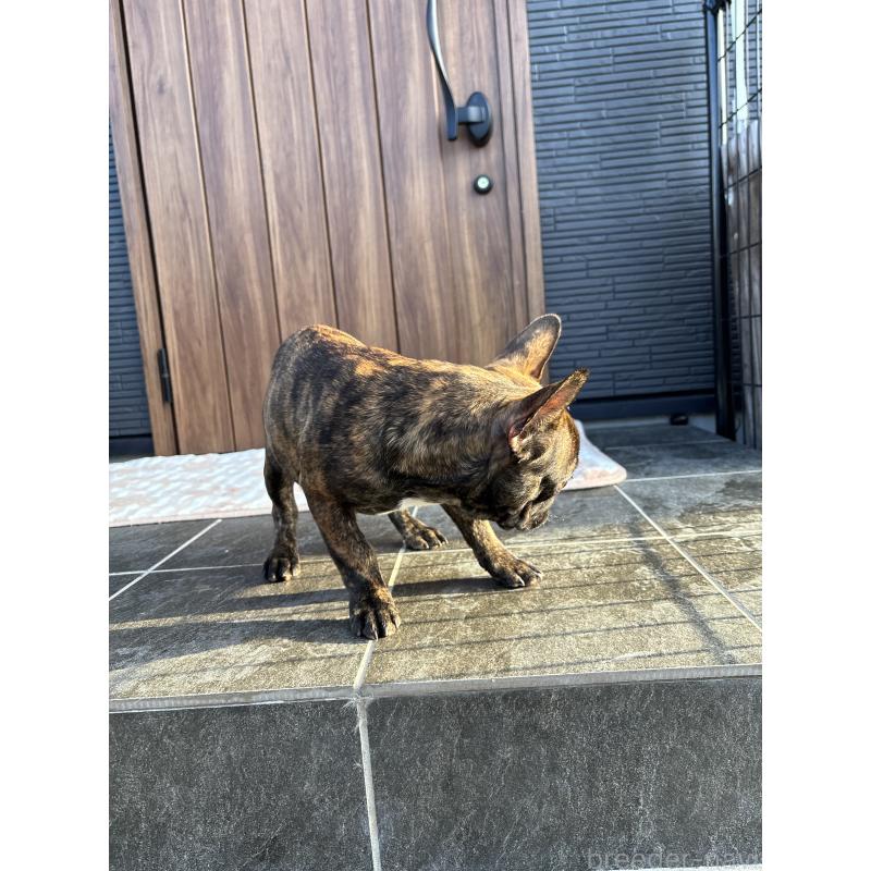 販売中の京都府のフレンチブルドッグ-406495の7枚目