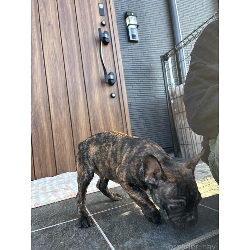 販売中の京都府のフレンチブルドッグ-406495の6枚目