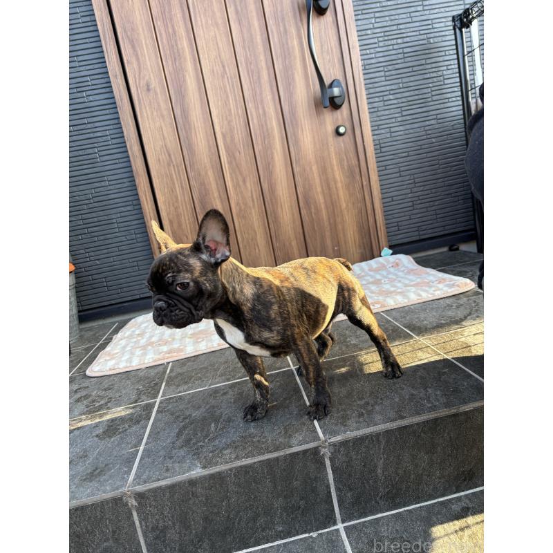 販売中の京都府のフレンチブルドッグ-406495の5枚目