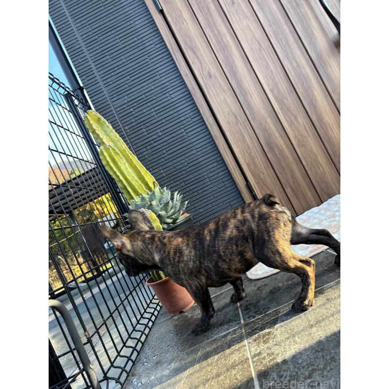 販売中の京都府のフレンチブルドッグ-406495の4枚目