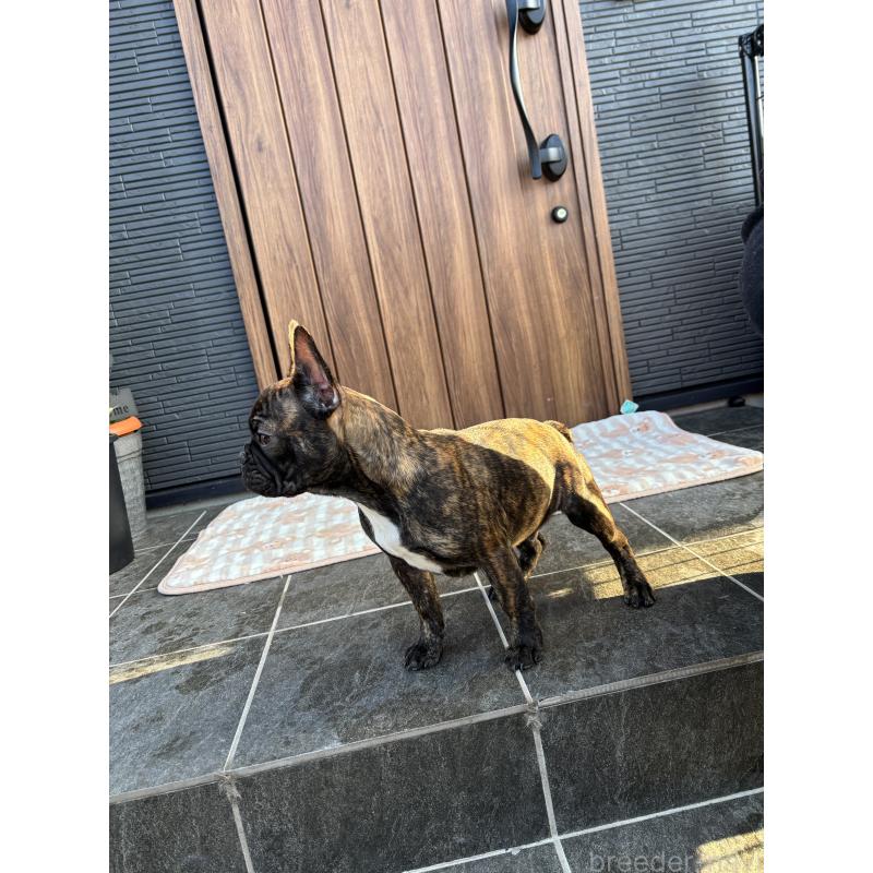 販売中の京都府のフレンチブルドッグ-406495の3枚目