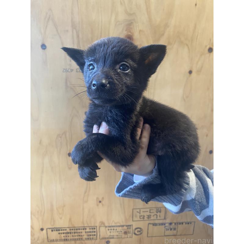 成約済の静岡県の甲斐犬-431066の6枚目