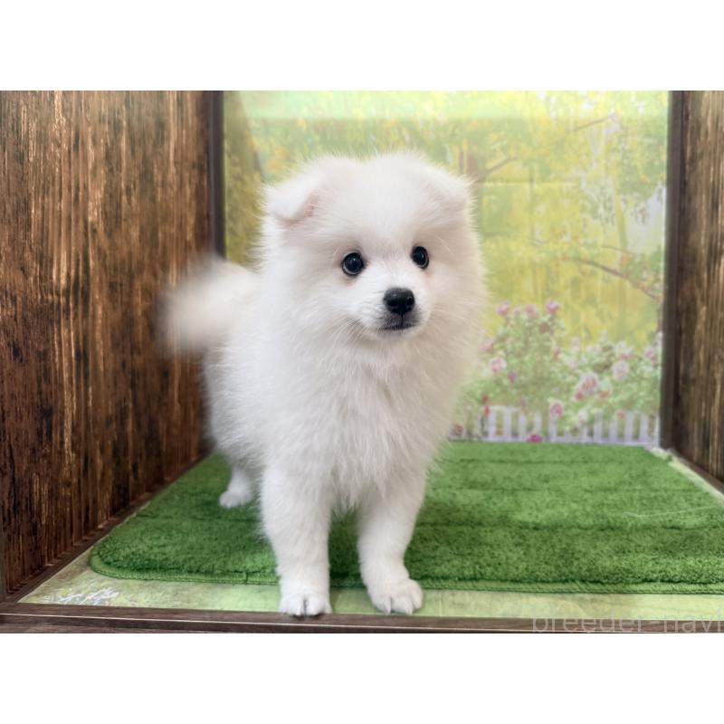 販売中の埼玉県の日本スピッツ-425914の5枚目