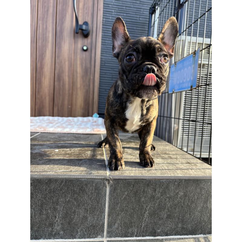 販売中の京都府のフレンチブルドッグ-406495の2枚目