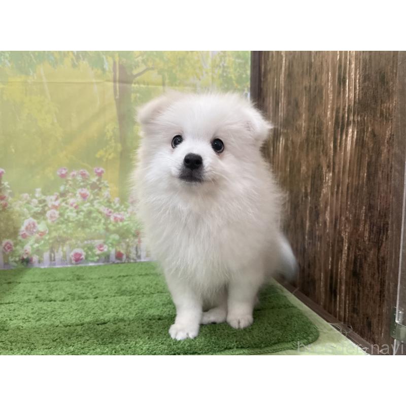 販売中の埼玉県の日本スピッツ-425914の4枚目