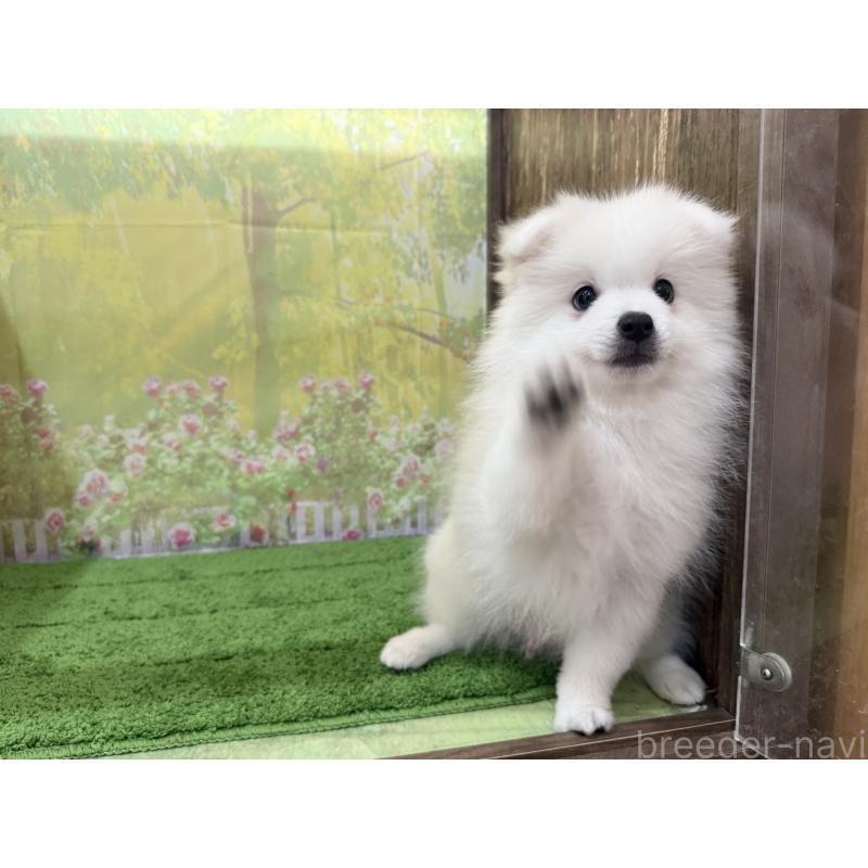 販売中の埼玉県の日本スピッツ-425914の3枚目