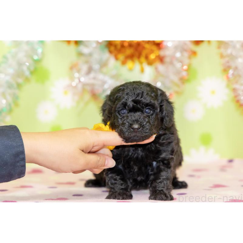 販売中の大分県のタイニープードル-433550の6枚目