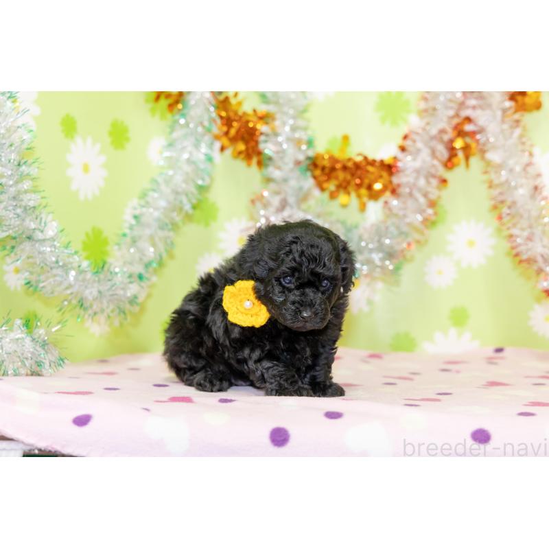 販売中の大分県のタイニープードル-433550の4枚目