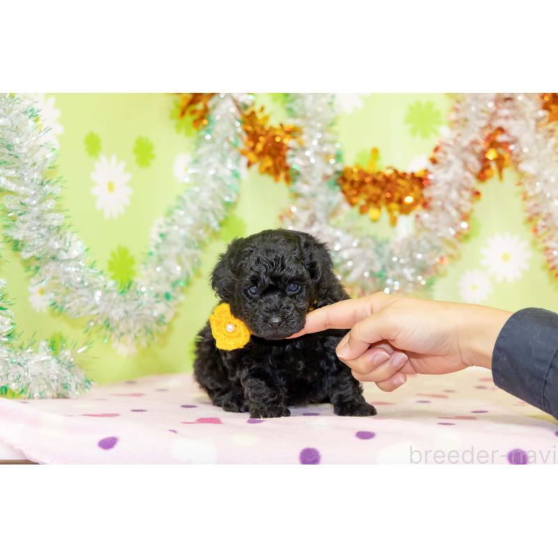 販売中の大分県のタイニープードル-433550の3枚目