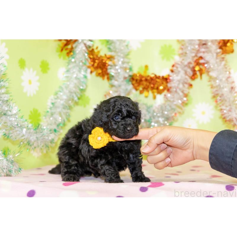 販売中の大分県のタイニープードル-433550の2枚目