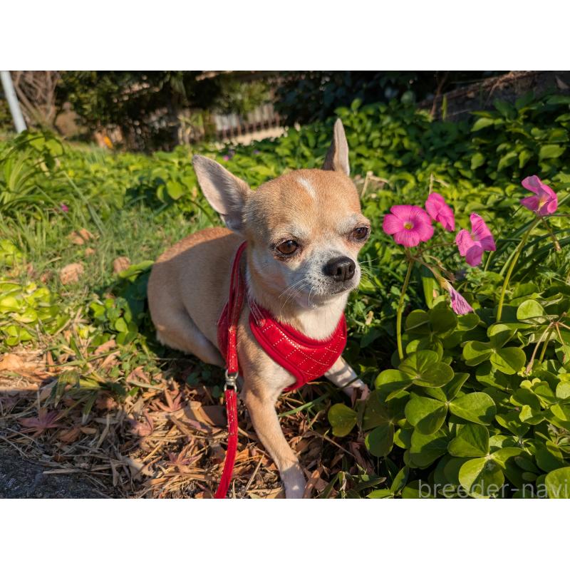 販売中の大分県のチワワ(スムースコート)-433554の6枚目