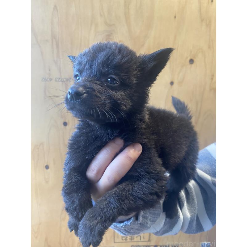 成約済の静岡県の甲斐犬-431057の6枚目