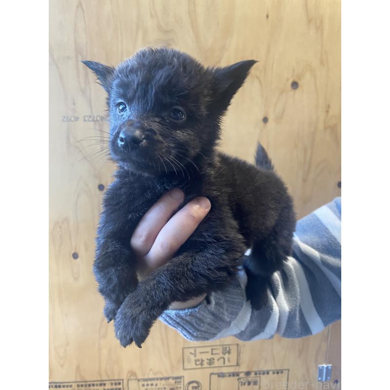 成約済の静岡県の甲斐犬-431057の5枚目