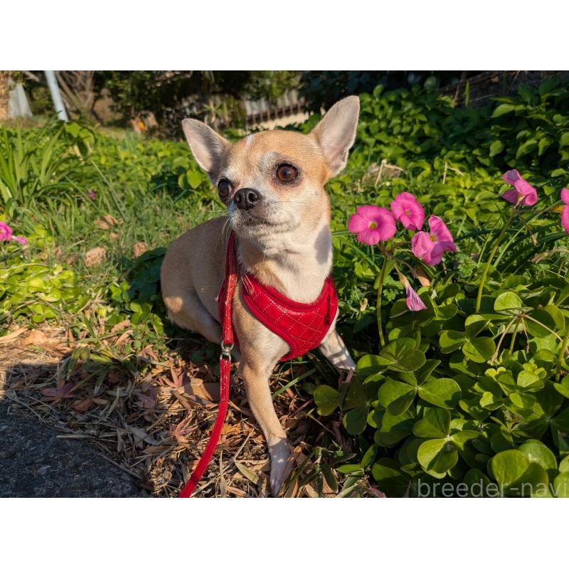 販売中の大分県のチワワ(スムースコート)-433554の5枚目