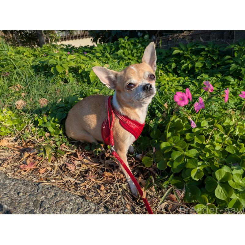 販売中の大分県のチワワ(スムースコート)-433554の4枚目