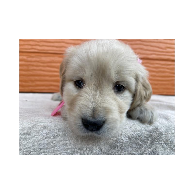 販売中の茨城県のゴールデンレトリーバー-433551の7枚目